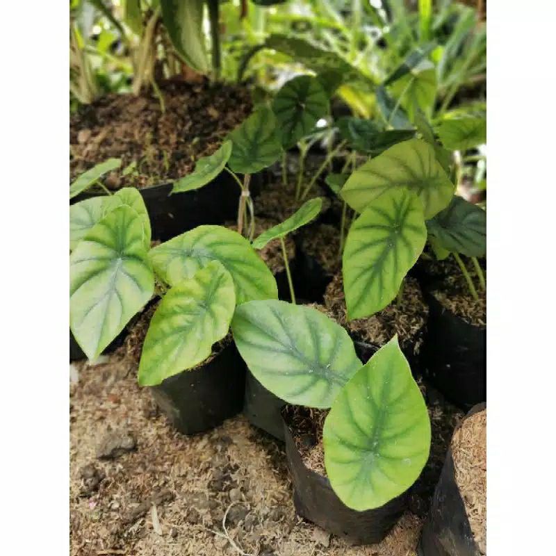 tengkorak hijau/keladi hijau