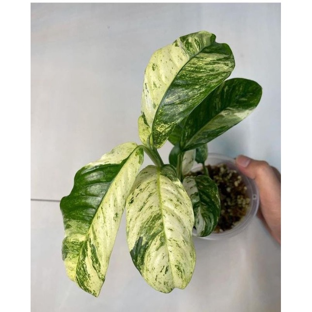 rhaphidophora puberula varigata  (rare) #puberulavarigata #aroid