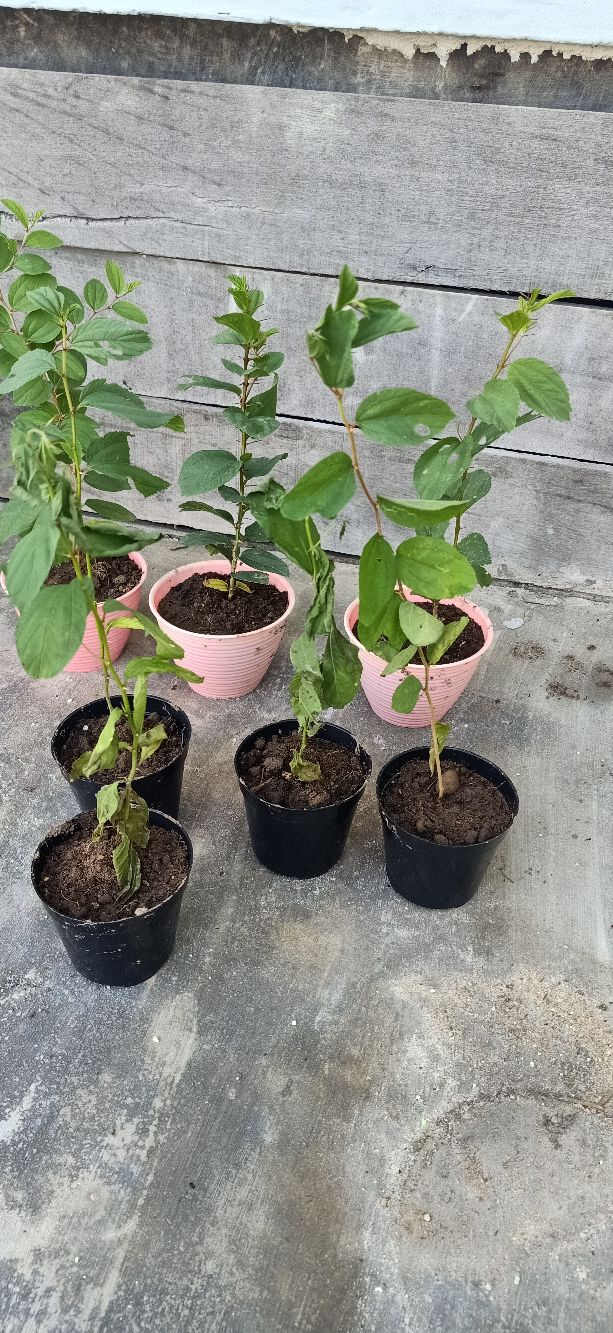 Paket 5 Bibit Tanaman Bidara Bibit Benih Tanaman Daun Biadara Arab