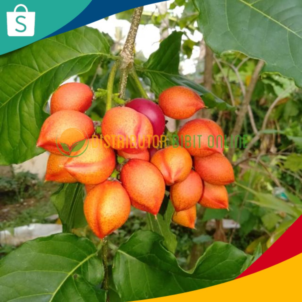 Bibit Kacang Amazon bibit okulasi majalengka