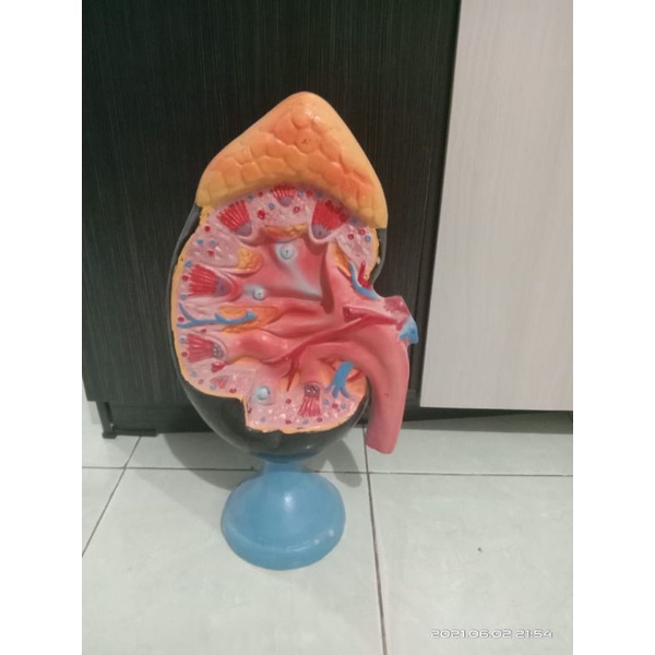 

Torso model Ginjal alat peraga pendidikan model ginjal