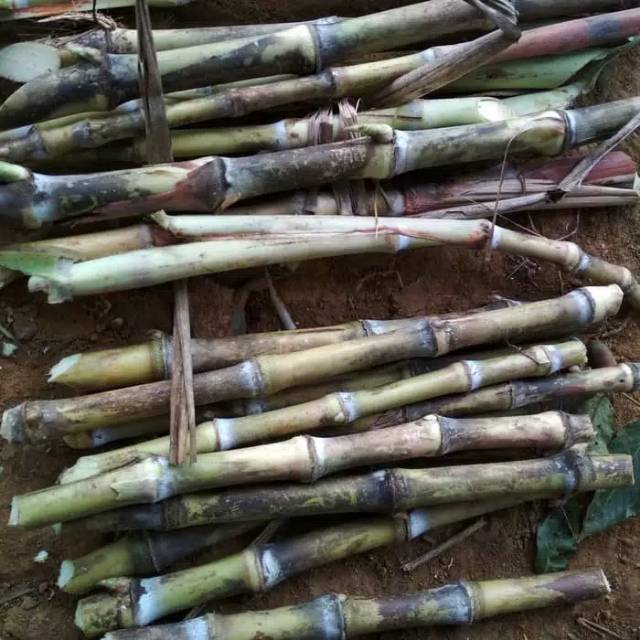 

Bibit telu tebu atau terubuk