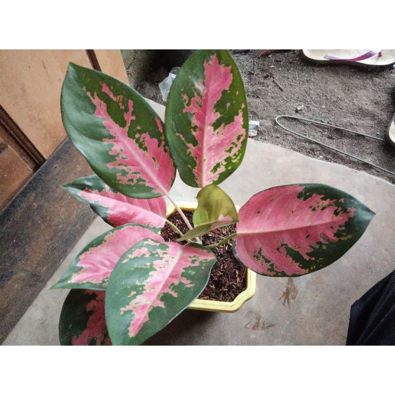 tanaman hias aglonema kochin/ kocin // aglonema// daun 8//sudah indukan//besar
