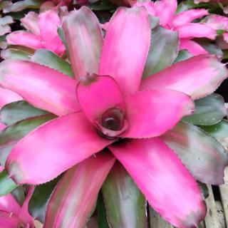 Jual Bromelia lila hybrid | Shopee Indonesia