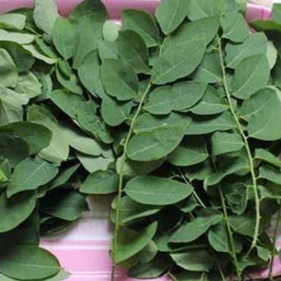 

Daun Kathuk 250gr / Katuk / Sayur Daun Kathuk