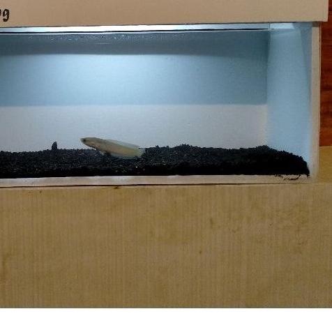 soliter baby chana 3-15 cm/aquarium khusus baby chana/soliter unik baby chana