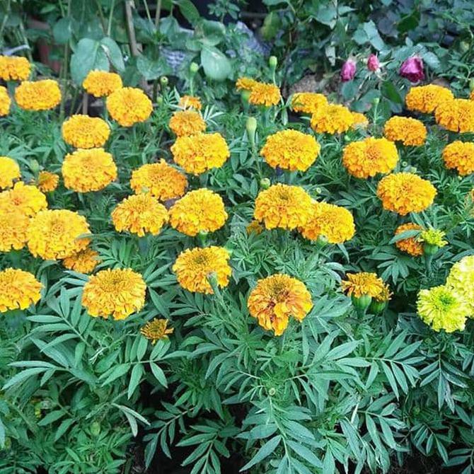 Harga Promo Tanaman Bunga Marigold  Bunga Marigold  Shopee 