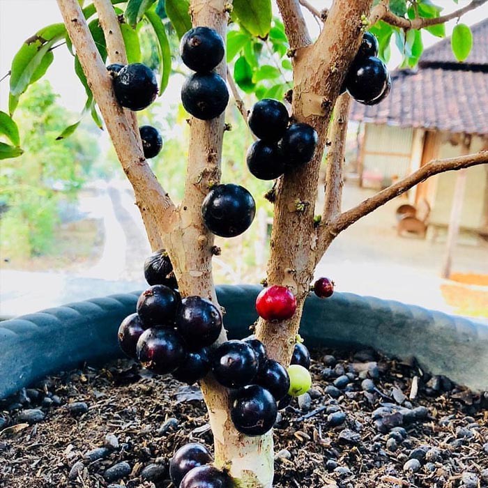 Tanaman Buah Anggur Pohon Preco