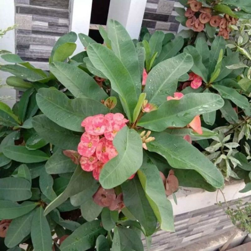 kaktus euphorbia
