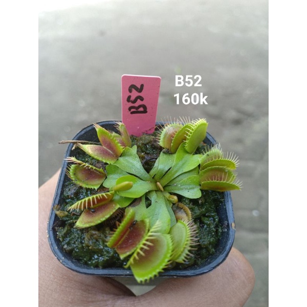Venus flytrap B52