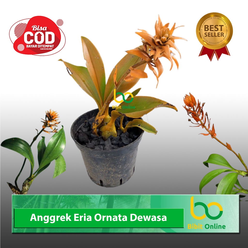 Anggrek Eria Ornata Dewasa Siap berbunga bibit online