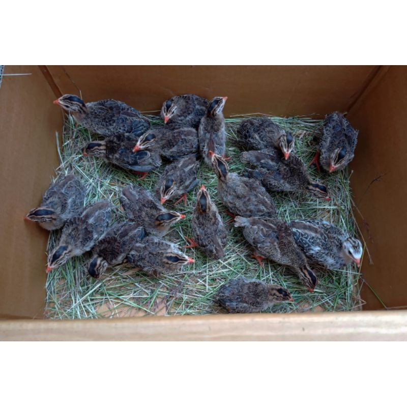 ayam mutiara /ayam hias/ayam import