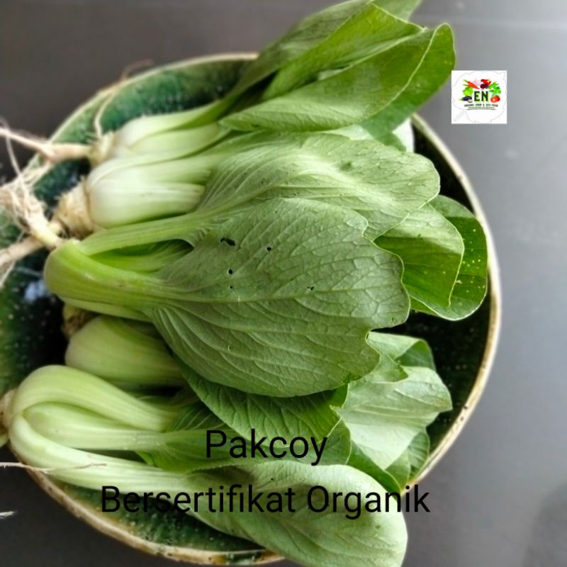 

Sayur Organik Pakcoy Sawi Daging 100% Bersertifikat Organik VegetableMurah Sehat Healthy Life Grosir Supermarket