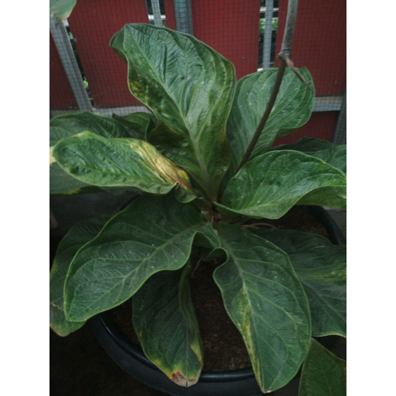 biji jemani varigata mangkok istikomah jaguar