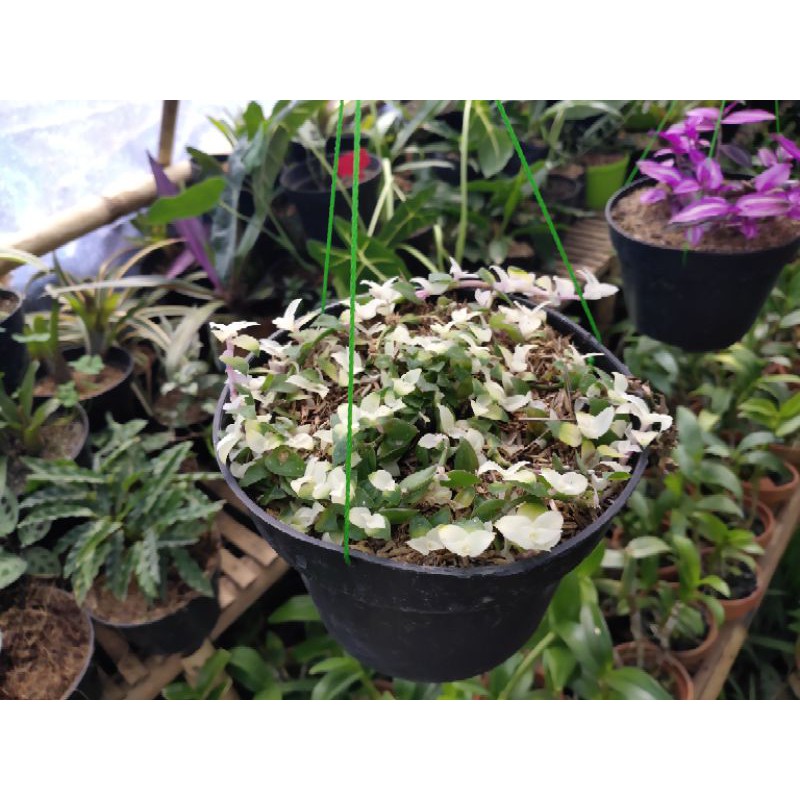 tanaman hias air mata janda