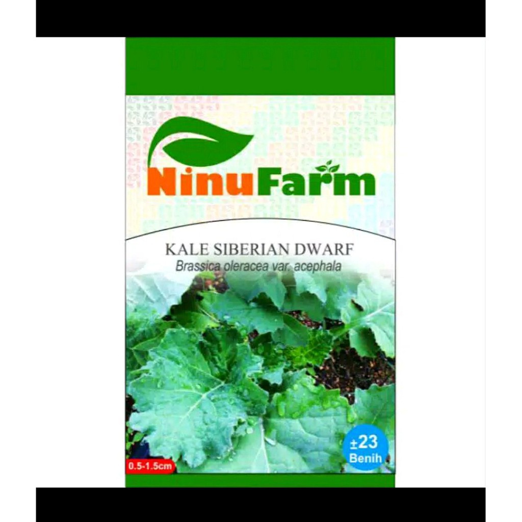 Benih biji bibit kale siberian dwarf Murah