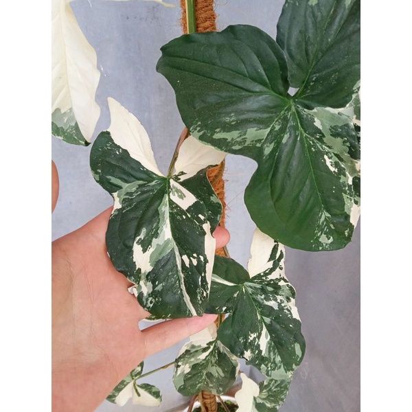 Syngonium Albo Variegata
