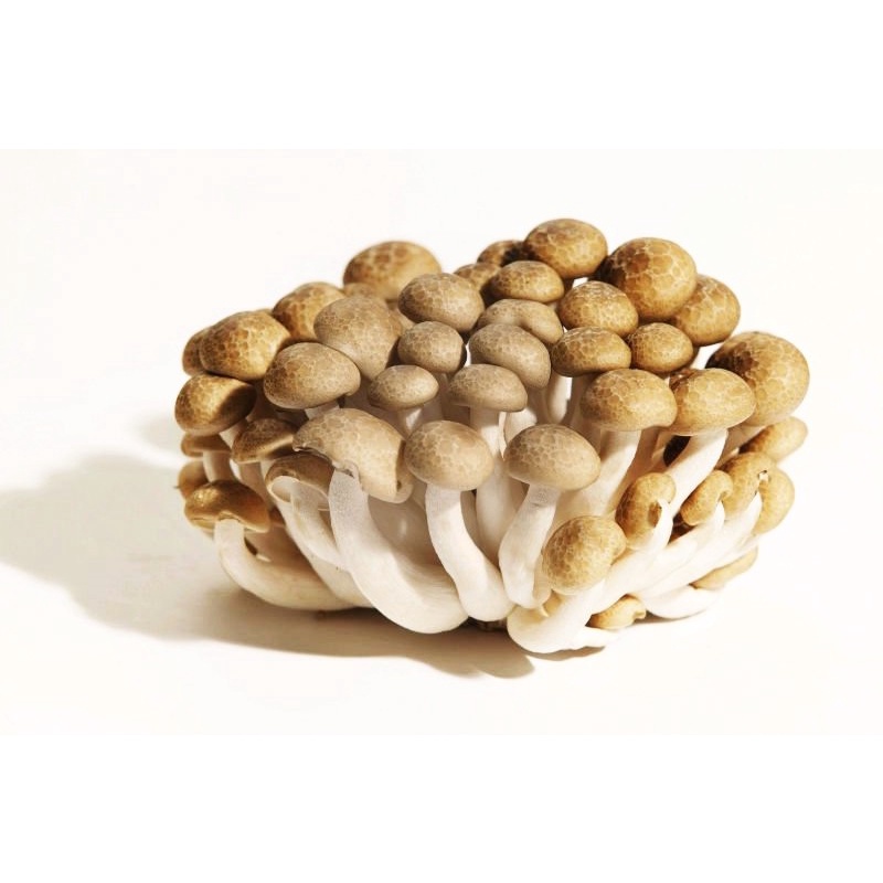 

Jamur Shimeji Coklat Brown Shimeji Mushroom 1 pack 150 gr