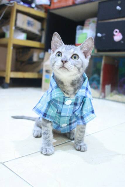 Kemeja kotak-kotak biru natural untuk kucing dan anjing size S M L XL / baju kucing murah terlaris