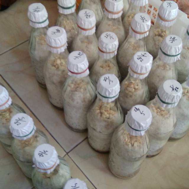 

Bibit Jamur Tiram