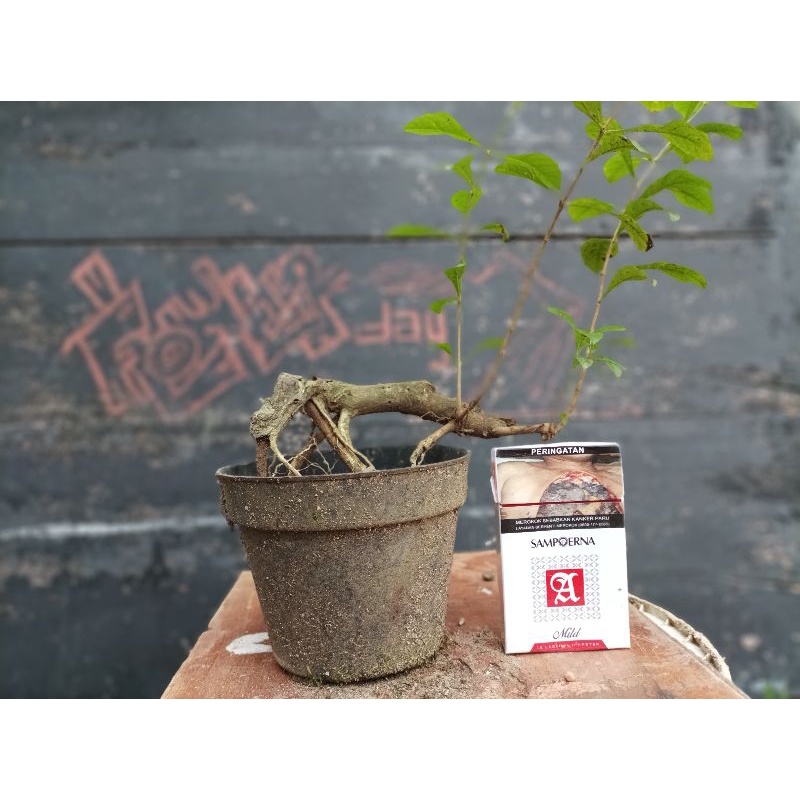 Produk Bonsai di Shopee