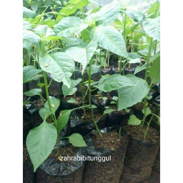 Bibit cabe rawit setan siap tanam