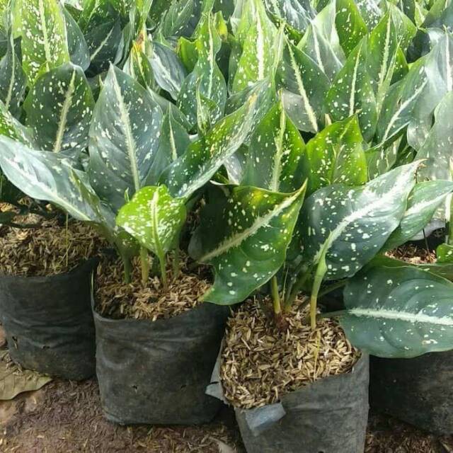 SERIKIT ( Tanaman hias Aglonema Aglaonema )