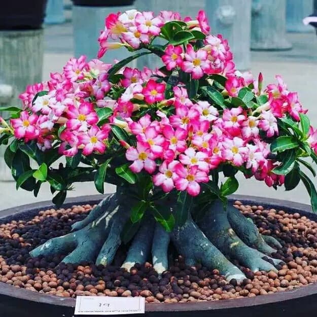 bibit tanaman adenium bunga pink bonggol besar bahan bonsai kamboja (HERMAN FLORA)