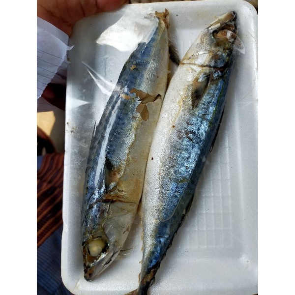 

ikan cue salem 2 ekor besar enak lezat