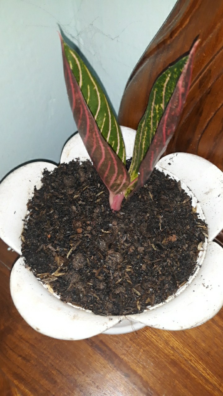 Aglonema Red Sumatra Anakan