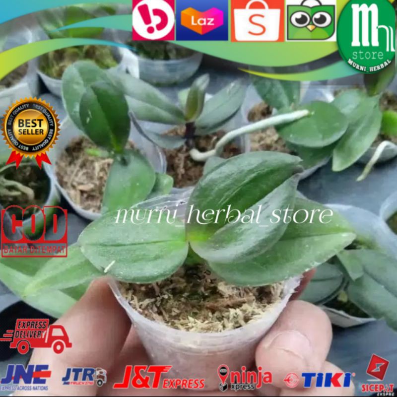 Benih Anggrek Bulan / Anggrek Bulan Muda