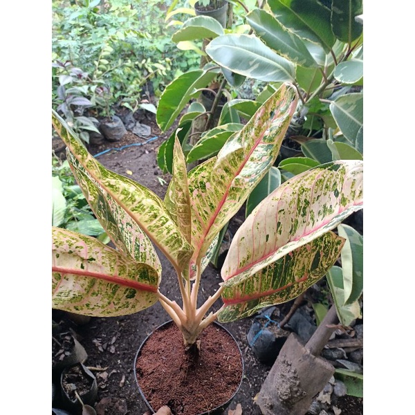 Aglonema Dona carmen mutasi