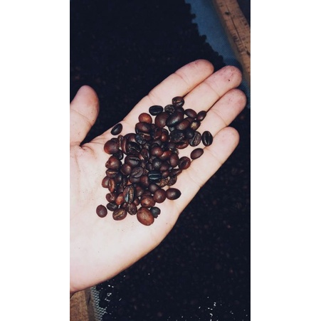 

kopi robusta tradisional roasting