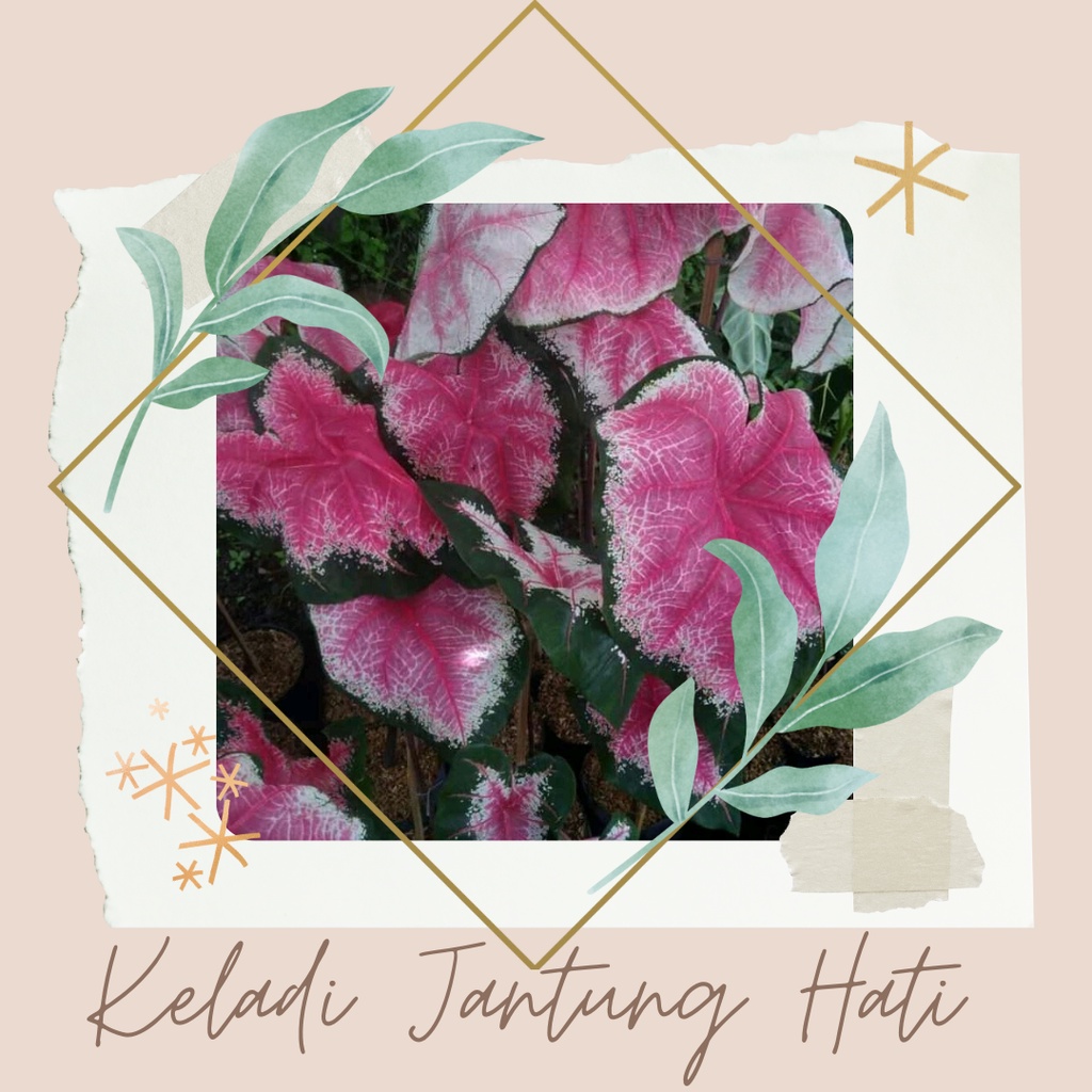Tanaman Hias Keladi Jantung Hati bibit Bunga Keladi Jantung Hati Ace Of Heart