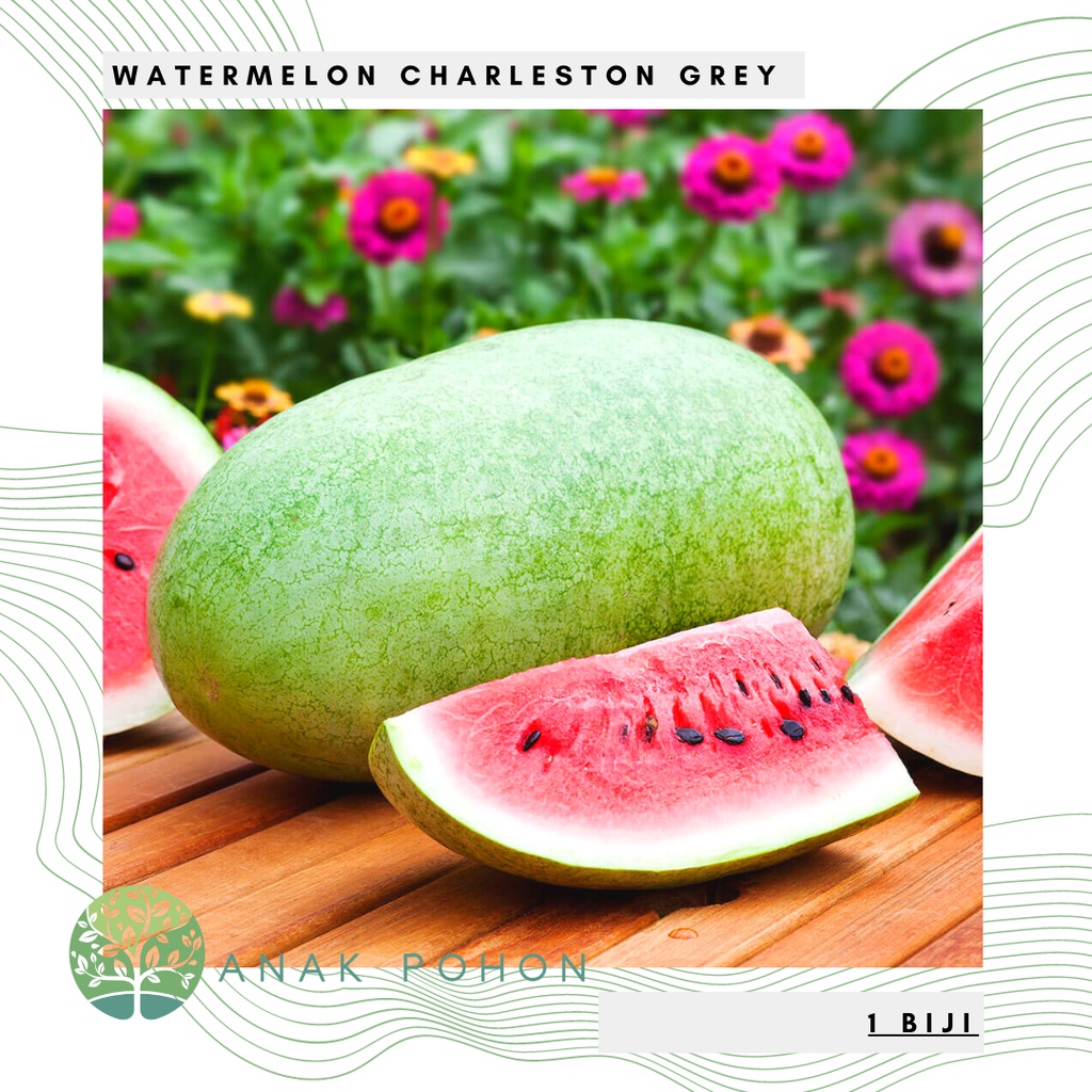 Benih Bibit Biji - Watermelon Charleston Gray Semangka Lonjong Merah Seeds - IMPORT