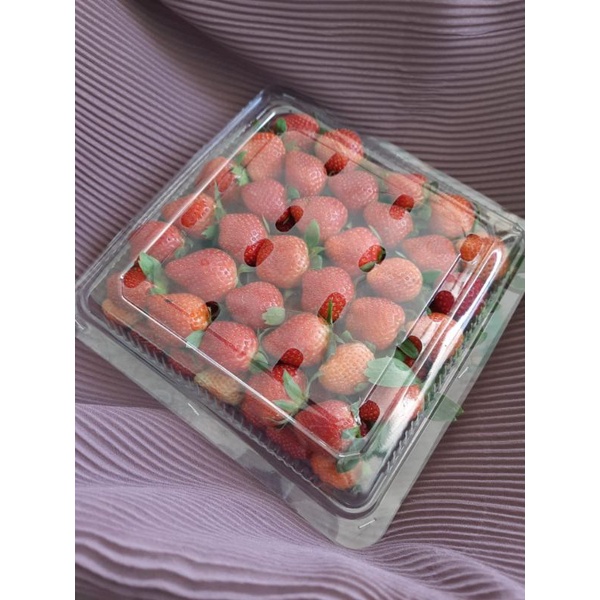 

Buah Strawberry Mencir Fresh Asli Ciwidey