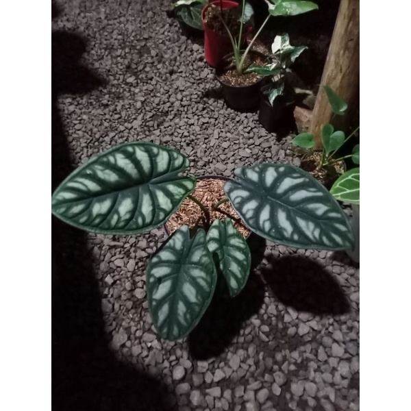 alocasi dragon scale / alocasia