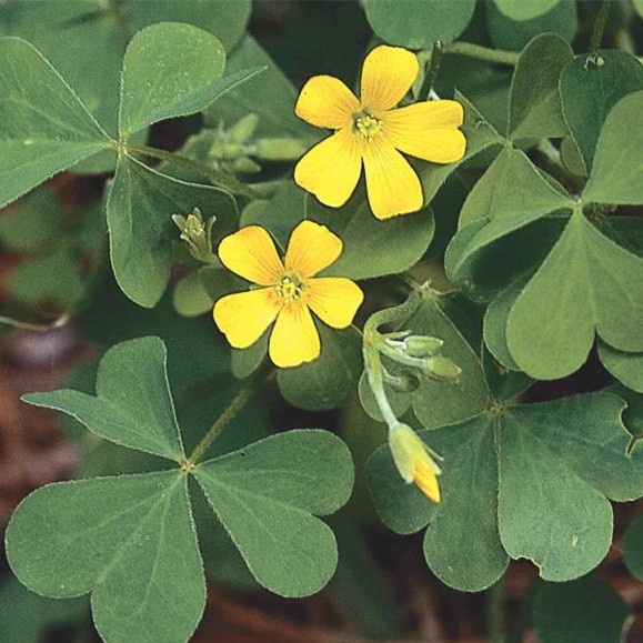 Kedaibenih - Benih Bibit Bunga Oxalis Kuning ~ 10 Biji