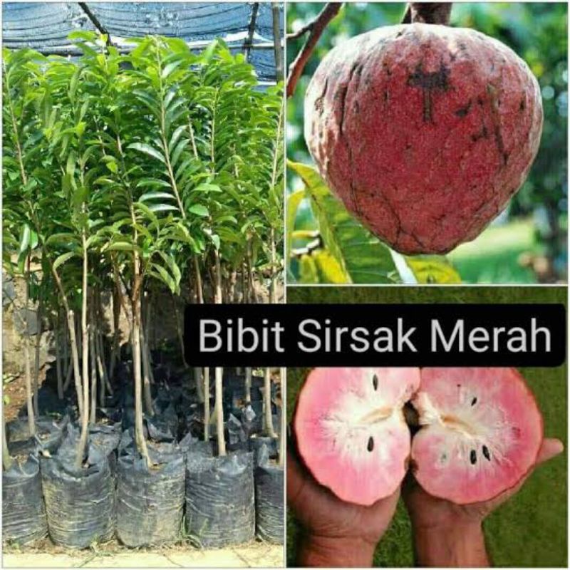 bibit tanaman buah sirsak merah