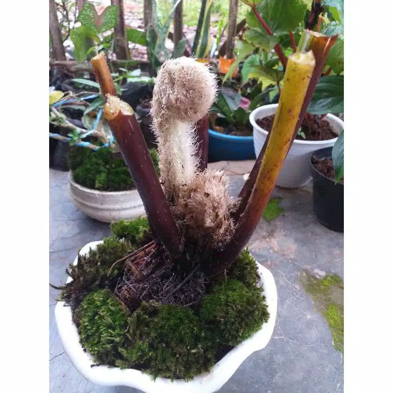 Tanaman hias pakis ekor monyet