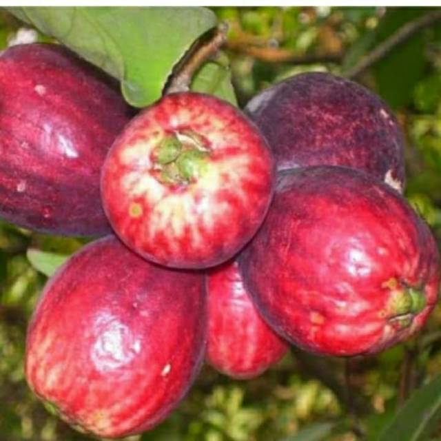 

Jambu bol Segar fresh