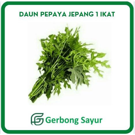 

Daun Pepaya Jepang Segar per ikat