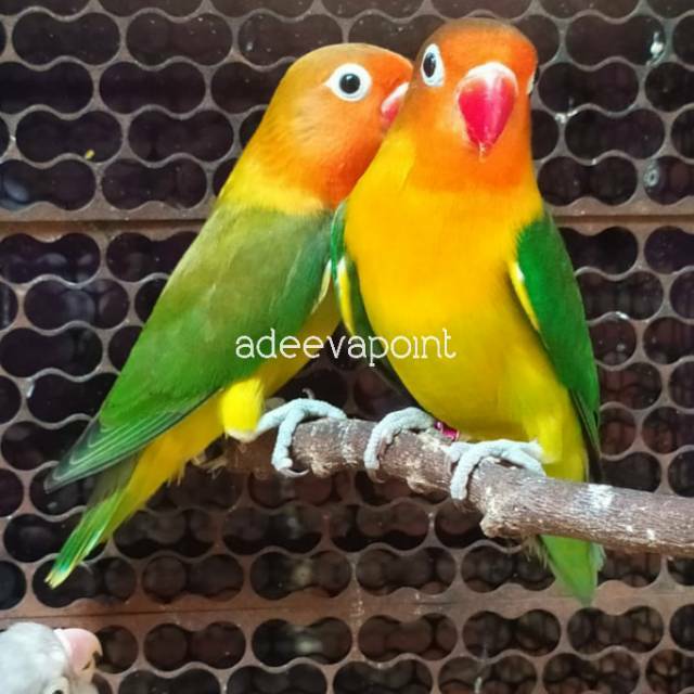 Burung Lovebird Indukan Ewing Green Sepasang
