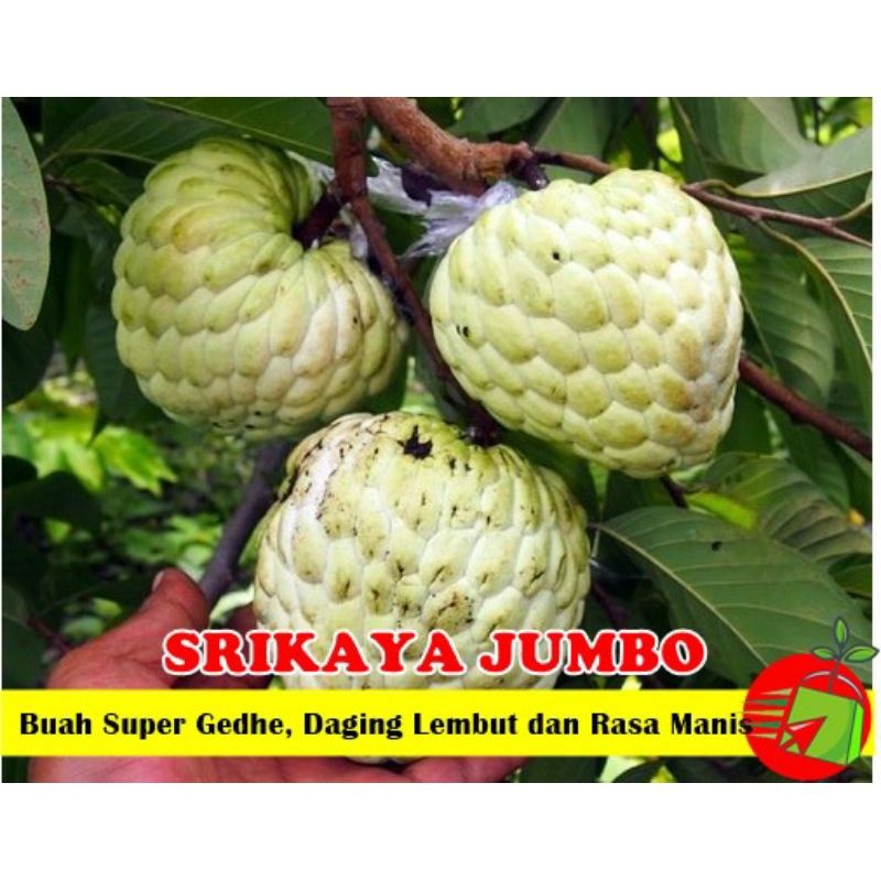 bibit srikaya jumbo|bisa berbuah dalam pot/tabulampot