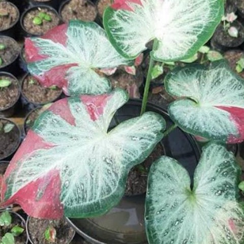 Ready Tanaman Hias Keladi Caladium Cat Tumpah Daun Rimbun Murah