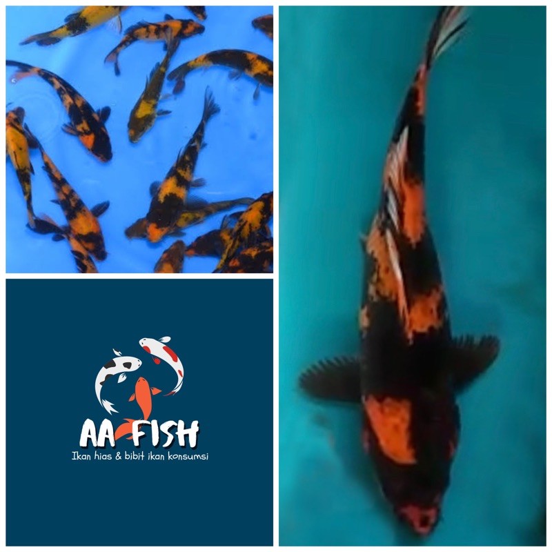 Koi hi utsuri size 17-20 cm - koi - ikan koi