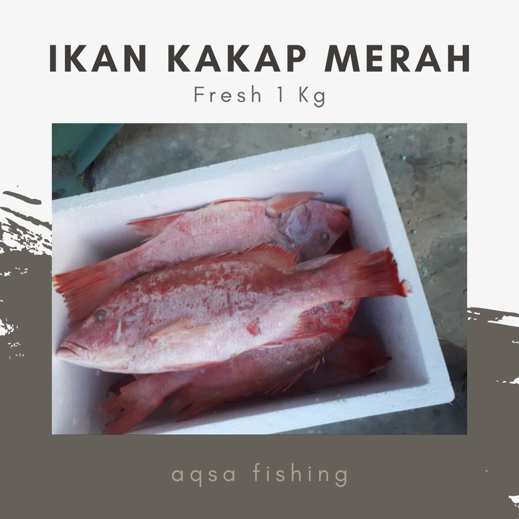 (FRESH) IKAN KAKAP MERAH 1 KG