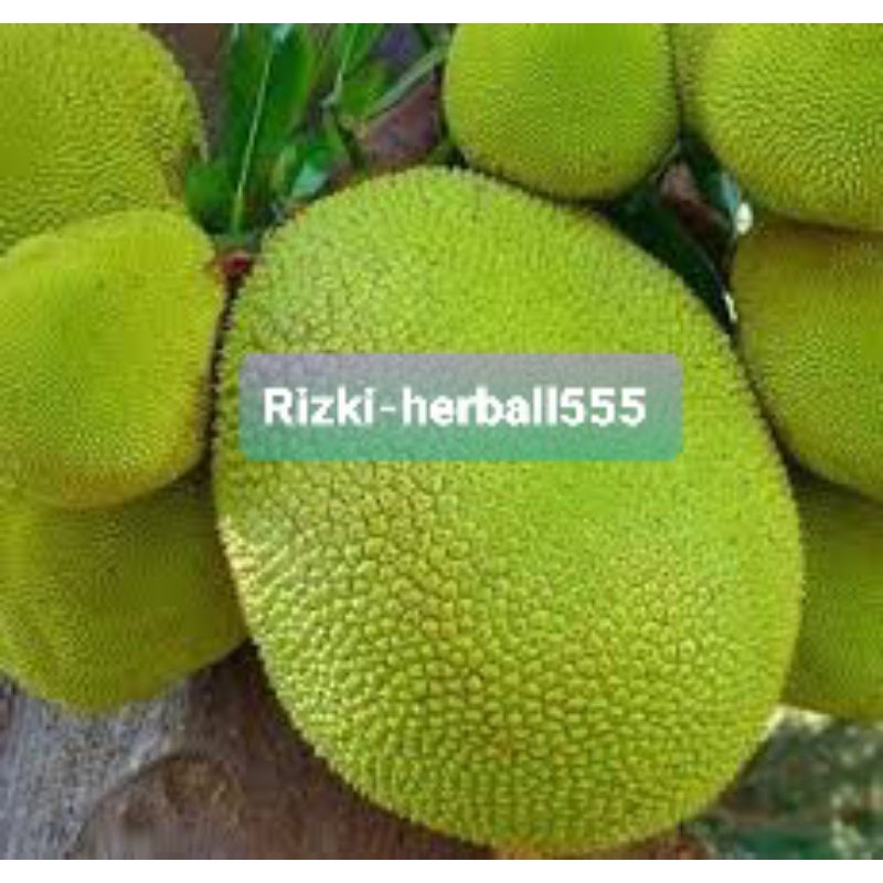 buah nangka muda gori segar paket 1kg