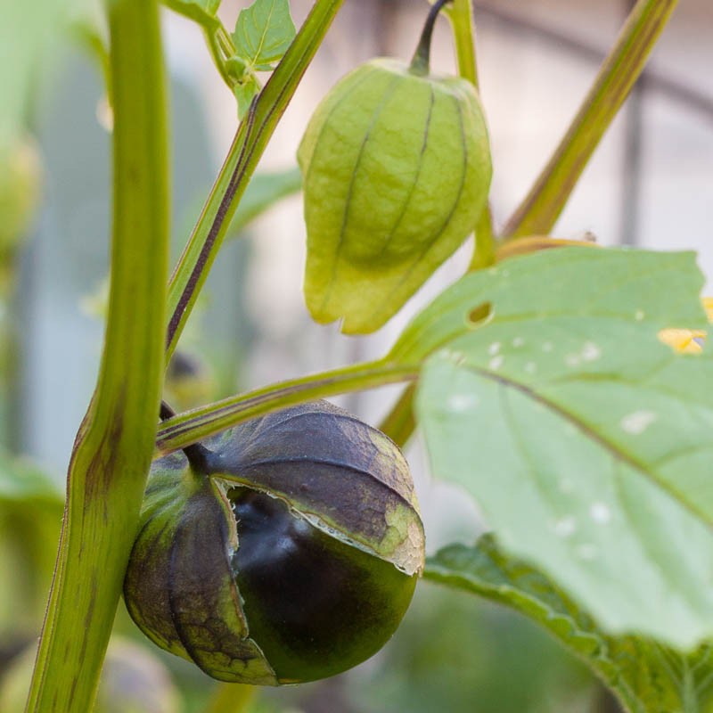 Benih-Bibit Ciplukan Ungu Jumbo/Purple Tomatillo (Haira Seed)