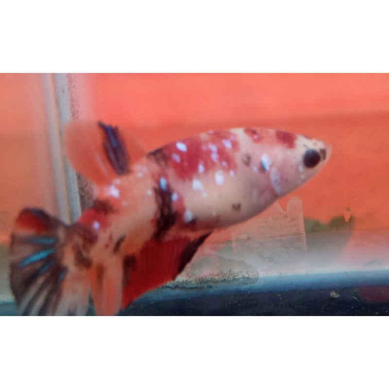 ikan cupang hias nemo galaksi betina